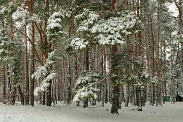 freshly fallen snow in a pine forest