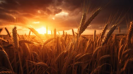 Papier Peint photo autocollant Rouge violet Golden Hour Harvest: A serene wheat field bathed in the warm glow of sunset, symbolizing abundance and tranquility.