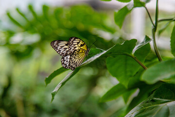 Beautiful butterfly in the garden. Selective focus.