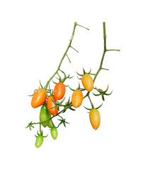 Productivity of plants emerging from stubs The fruit looks orange when ripe. Can be eaten as a snack Or you can use it to cook food. The branches and stems are bright green. There are soft white hairs - obrazy, fototapety, plakaty