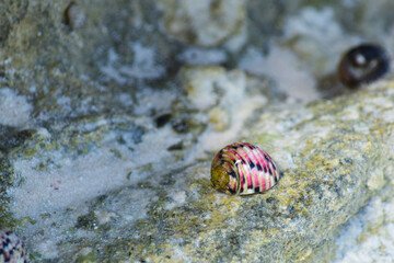 Coquillage rose