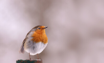 Full length portrait of a robin, against a blurred light background.