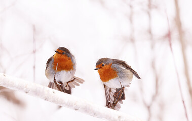 Two robins lost in drifts of white snow