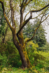 mossy tree trunk in the woods