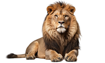 A majestic lion sitting gracefully, looking directly at the camera, against a solid white and transparent background. generative AI