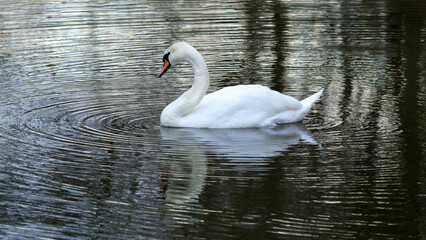 White swan floating on dark blue water. Mute Swan at sunset. Romance. Seasonal postcard. Happy Valentine's day. Close beautiful swan swimming in the Lake. Cygnus olor