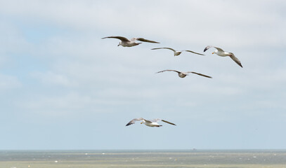 Group of Seagull birds flying in the sky
