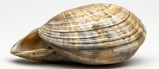 A close-up shot of a natural shell, a beautiful mollusk's creation, resting on a white surface