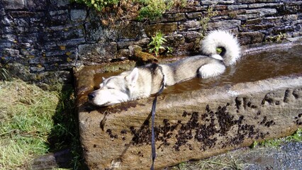 Tamaskan Dog ( (Kennel Name: Bluestag Crazy Peanut) bathing in a trough at The Fold Lothersdale, North Yorkshire, UK