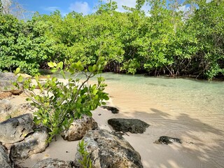 view of a small isolated sandy beach in the caribbean with natural mangrove vegetation in the...