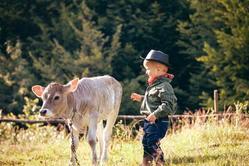 Little Toddler Cowboy Kid with Little Cute Calf the Cow - 732043577