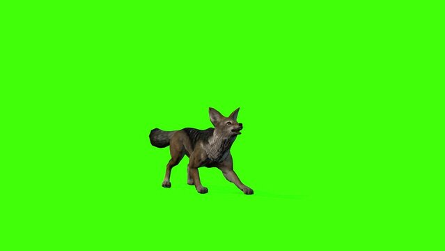 3D Golden jackal grasping with the mouth with front view on green screen, 4k Side-striped jackal stabbing angrily on chroma key, Black-backed jackal render changeable background
