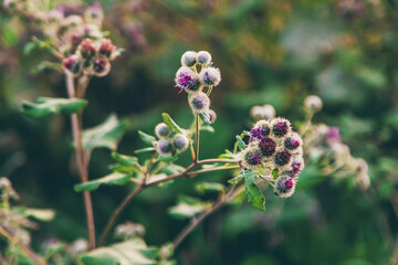 burdocks grow in the garden. Selective focus.