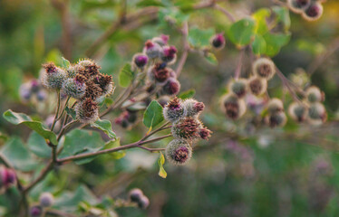 burdocks grow in the garden. Selective focus.