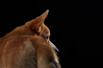 A profile view of a Shiba Inu dog head against a black background. Pet in studio 