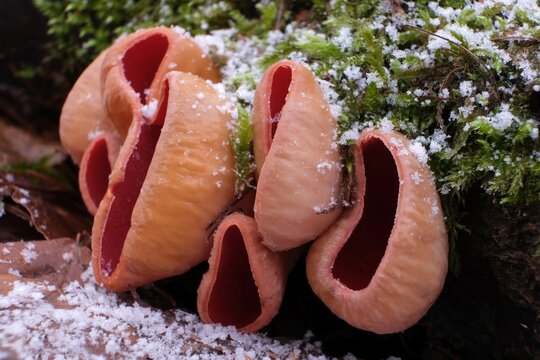 Group of spring edible mushroom - Sarcoscypha austriaca or Sarcoscypha coccinea	in forest in little snowy scenery