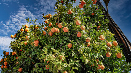 oranges tree