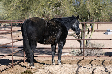 A dirty old black horse in Arizona - Powered by Adobe