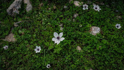 grass and flowers