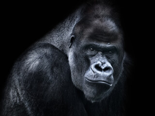 retrato de gran gorila mirando a cámara enfadado con fondo negro, al estilo fine art - obrazy, fototapety, plakaty