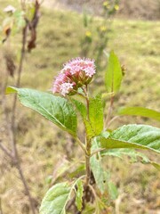 Planta de flor magenta con hojas verdes en el campo