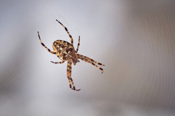 European garden spider on the web (Araneus diadematus).