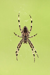 European garden spider on the web (Araneus diadematus).