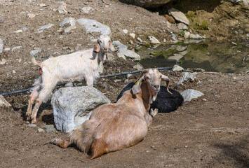 Naklejka premium domestic goats in a North Cyprus village in winter 3