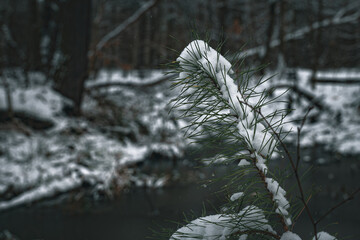 forest trees in snow in winter