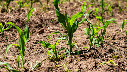 Close up of fresh and  little corn plants on a field, rural corn growing concept.