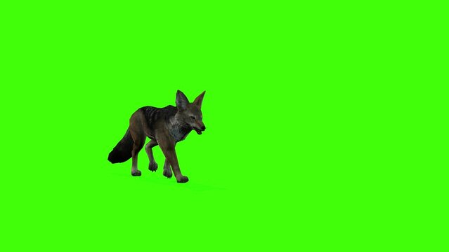3D Golden jackal barking on green screen, 4k jackal stabbing angrily on chroma key, Black-backed jackal render changeable background