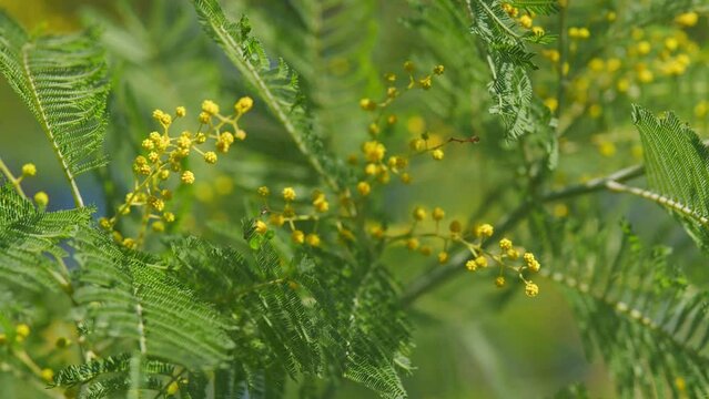 Branches Of Mimosa Flower Or Silver Wattle. Spring Holiday Background. Yellow Mimosa Flowers Background. Still.