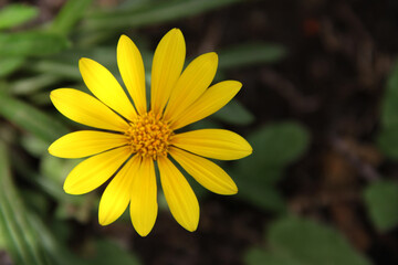 Yellow Gazania krebsiana, botterblom,  is a perennial, evergreen, clump forming, low growing, drought tolerant, attractive free flowering groundcover.  Willem Pretorius Nature Reserve. 