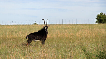 Sable antelope (Hippotragus niger.Sable antelope (Hippotragus niger, animal, buckThe sable is a...