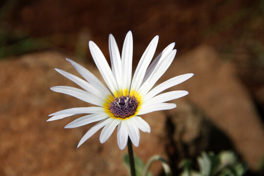 WildFlower, Gazania krebsiana is a perennial, evergreen, clump forming,  drought tolerant, attractive free flowering groundcover. The flowers are orange to scarlet and appear in late winter and spring