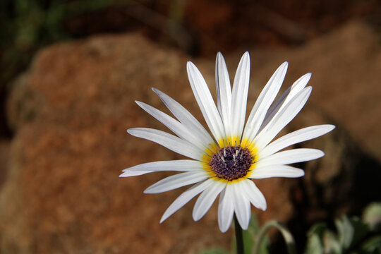 WildFlower, Gazania krebsiana is a perennial, evergreen, clump forming,  drought tolerant, attractive free flowering groundcover. The flowers are orange to scarlet and appear in late winter and spring