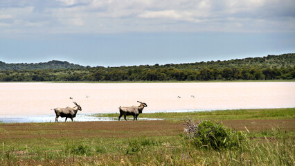 Gemsbok near the water. ALDAM or Allemanskraaldam. 