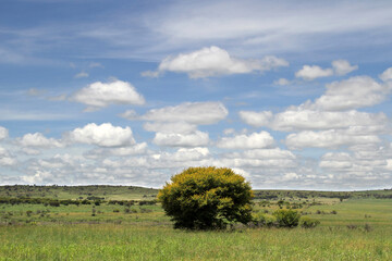 Landscape photo of sweetthorn tree with yellow flowers.. The Willem Pretorius Game Reserve is a captivating wildlife sanctuary located in the Free State province of South Africa.