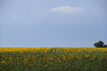 Sunflower field and windmill.  The major sunflower-producing provinces, namely the Free State and. North West, contributed 90.3% of the total crop. 