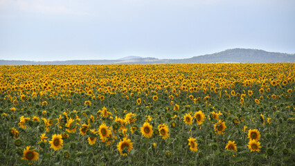 Sunflower field and windmill.  The major sunflower-producing provinces, namely the Free State and. North West, contributed 90.3% of the total crop. 