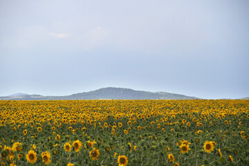 Sunflower field and windmill.  The major sunflower-producing provinces, namely the Free State and. North West, contributed 90.3% of the total crop. 