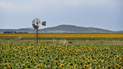 Sunflower field and windmill.  The major sunflower-producing provinces, namely the Free State and....
