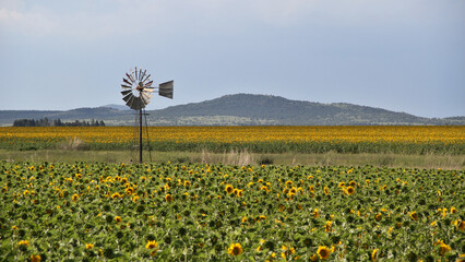 Sunflower field and windmill.  The major sunflower-producing provinces, namely the Free State and. North West, contributed 90.3% of the total crop. 
