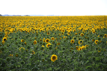 Sunflower field and windmill.  The major sunflower-producing provinces, namely the Free State and. North West, contributed 90.3% of the total crop. 