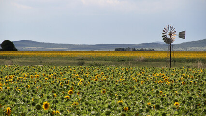 Sunflower field and windmill.  The major sunflower-producing provinces, namely the Free State and. North West, contributed 90.3% of the total crop. 