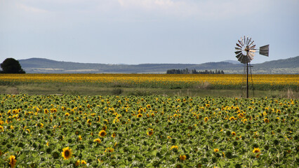 Sunflower field and windmill.  The major sunflower-producing provinces, namely the Free State and....