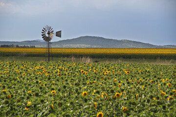 Sunflower field and windmill.  The major sunflower-producing provinces, namely the Free State and. North West, contributed 90.3% of the total crop. 