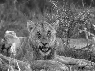 Portrait of a lion and his face looking at the camera. lion in black and white with a lion lying down behind. An young male lion (Panthera leo) from Lower Sabie, Kruger National Park, South Africa