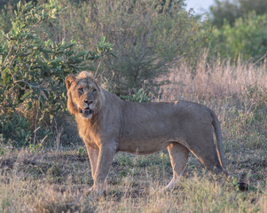 Male lion walking in golden light, in the morning, walking out of the bushes giving a stare; Male lion (Panthera leo) with sun light on its face from Kruger National Park, South Africa