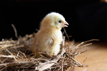 A small yellow broiler chicken sits in a nest of straw on a black background. Agricultural industry